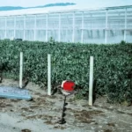 Ahoyador Ducati DEA17752 vista action